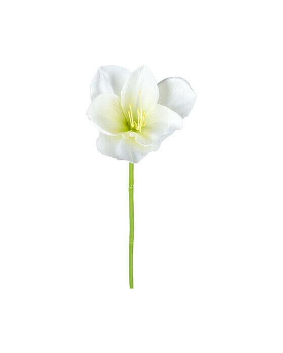 Amaryllis snittblomma vit