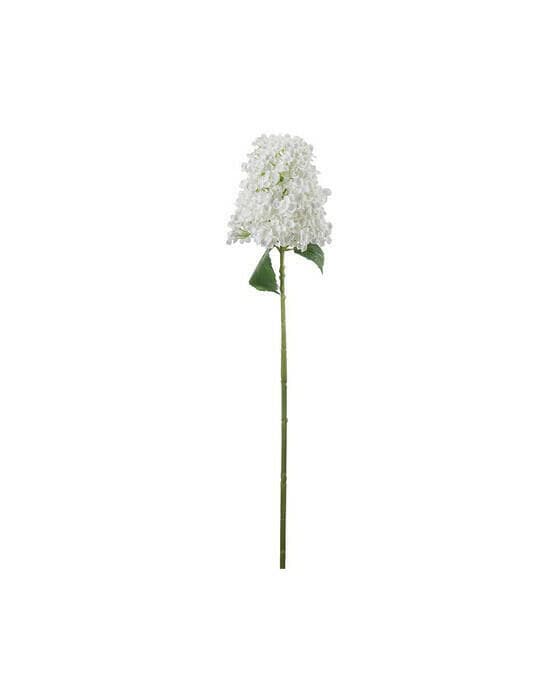Syrénhortensia snittblomma vit