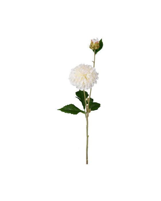 Dahlia snittblomma cream