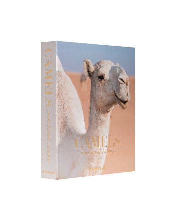 Camels From Saudi Arabia