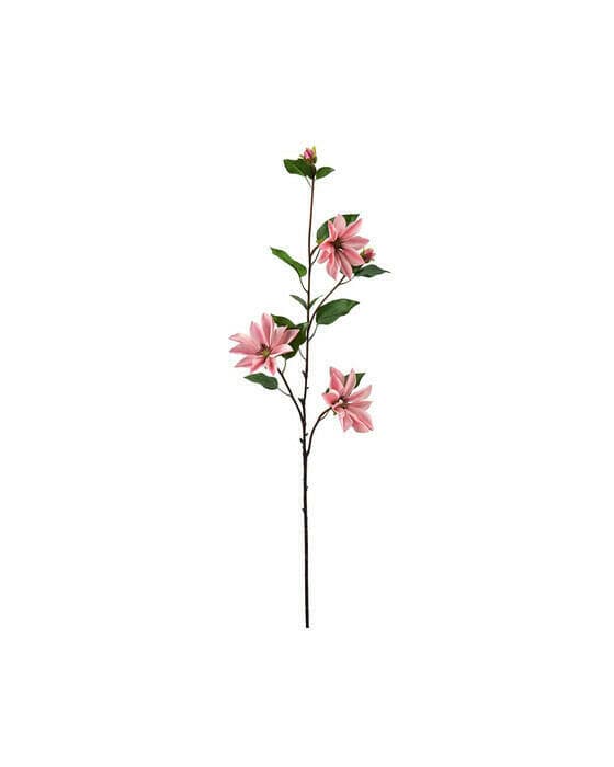 Klematis snittblomma rosa