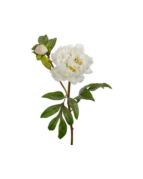 Pion snittblomma vit