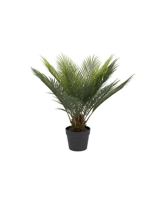 Cycas krukväxt grön