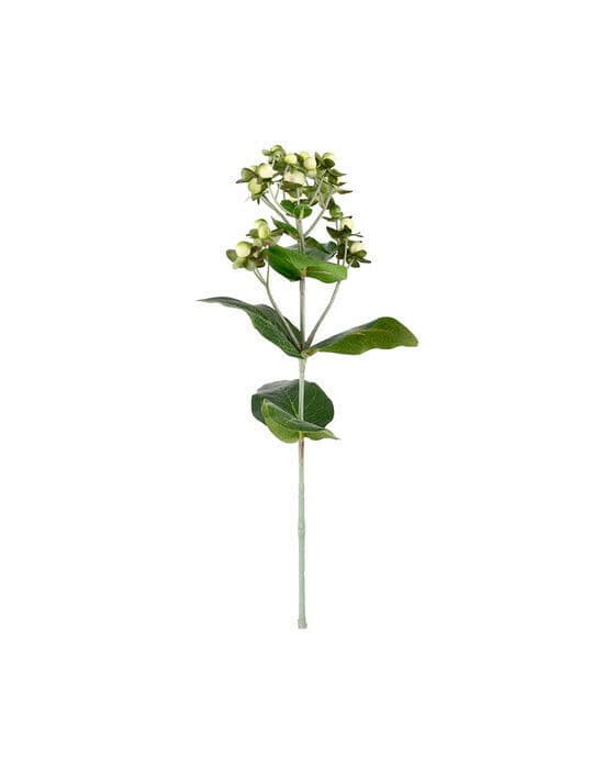Hypericum snittblomma creme