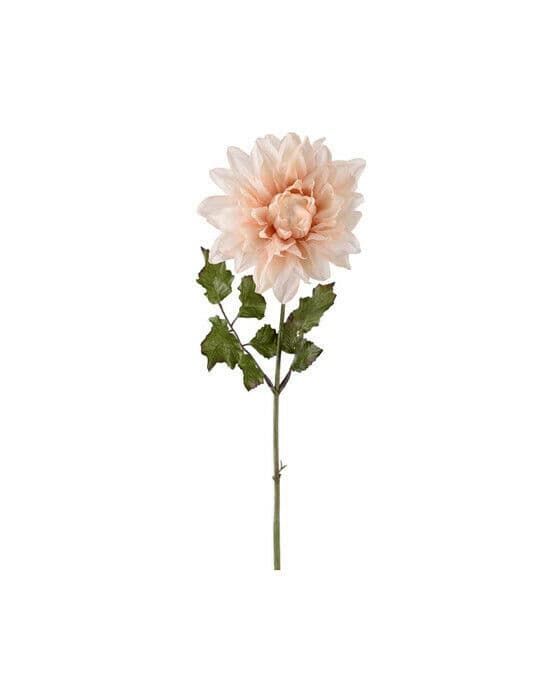 Dahlia snittblomma ljusrosa