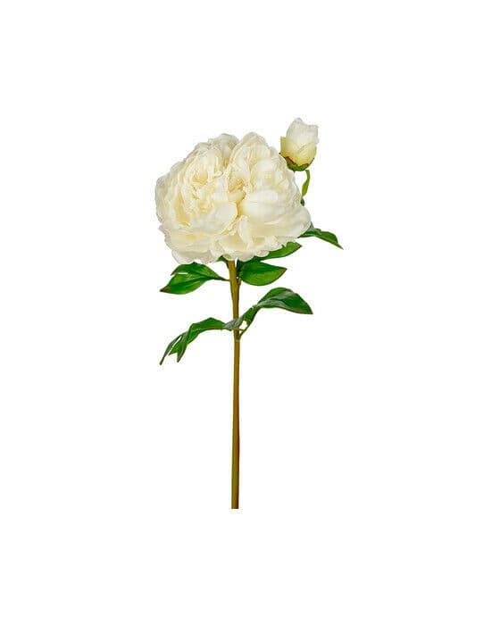Pion snittblomma vit