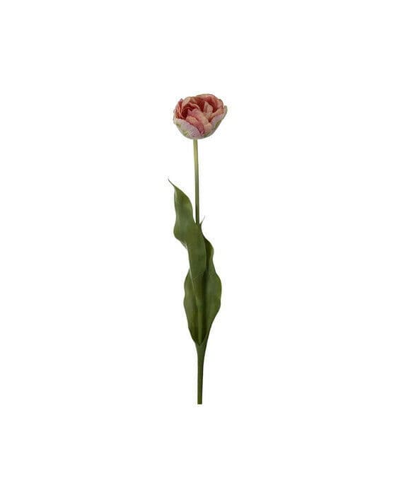 Tulpan snittblomma ljusrosa