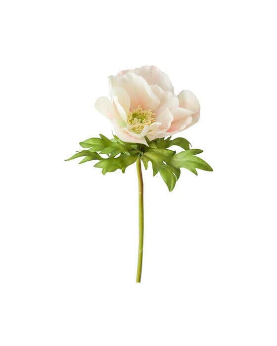 Anemon snittblomma cream