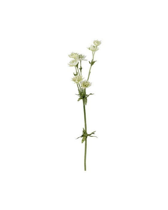 Stjärnflocka snittblomma grön
