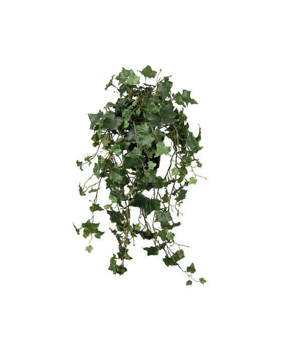 Murgröna krukväxt grön