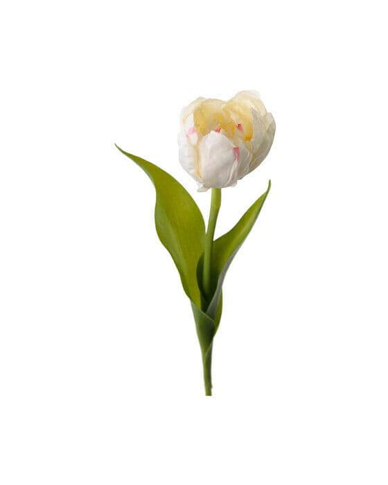 Tulpan snittblomma cream