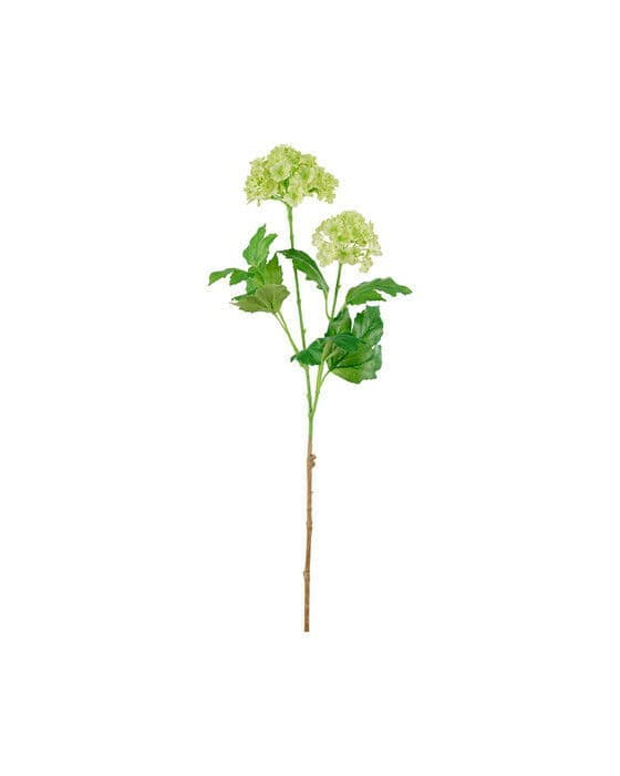 Olvon snittblomma lime