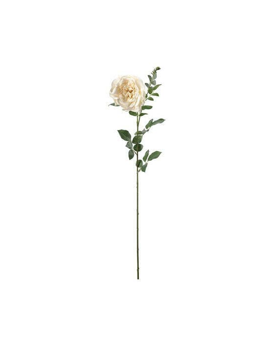 Ros snittblomma cream