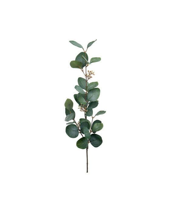 Eucalyptus snittblomma grön