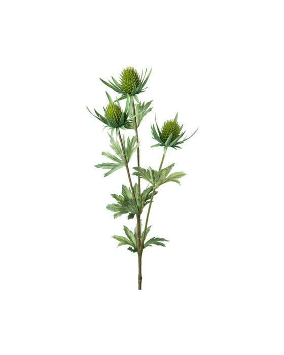 Tistel snittblomma grön