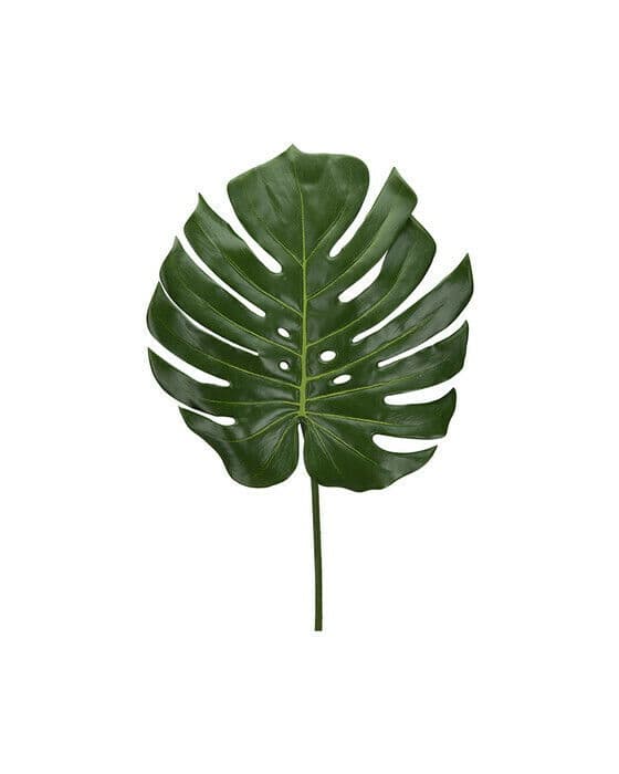 Monstera snittblomma grön
