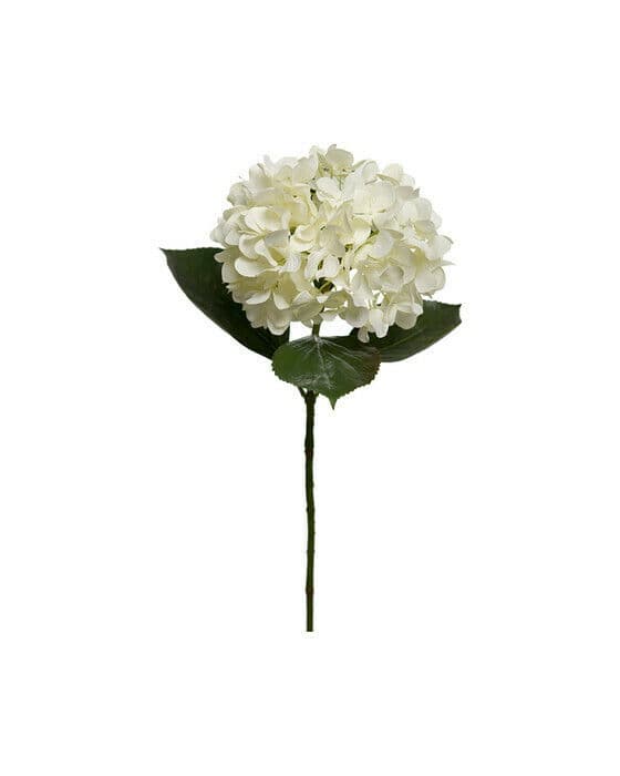 Hortensia snittblomma vit