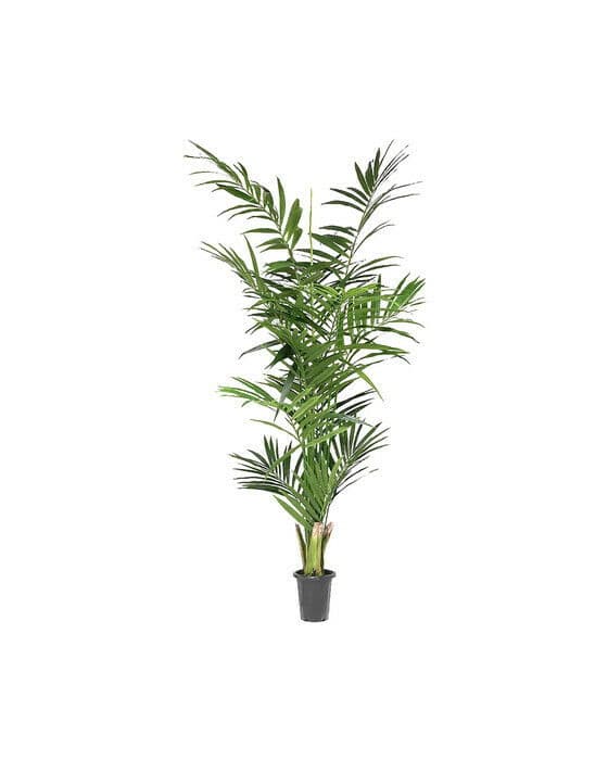 Kentia palm konstväxt grön