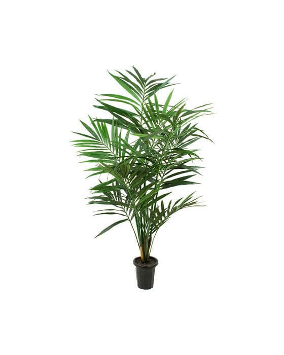Kentia palm konstväxt grön
