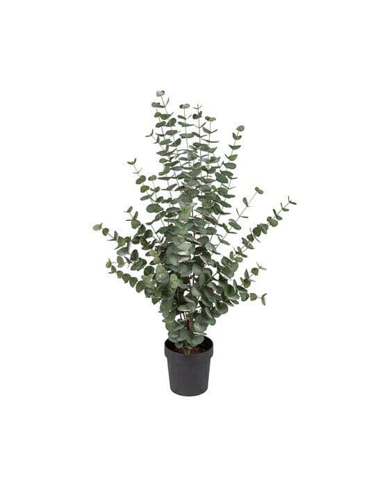 Eucalyptus konstväxt grön