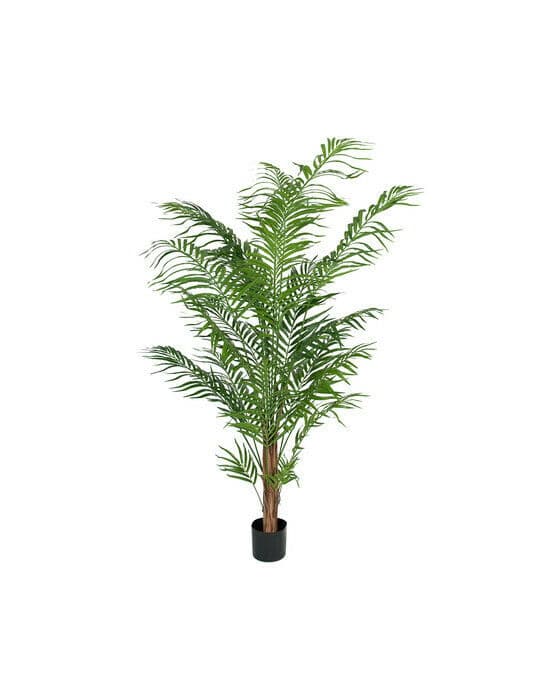 Areca palm konstväxt grön