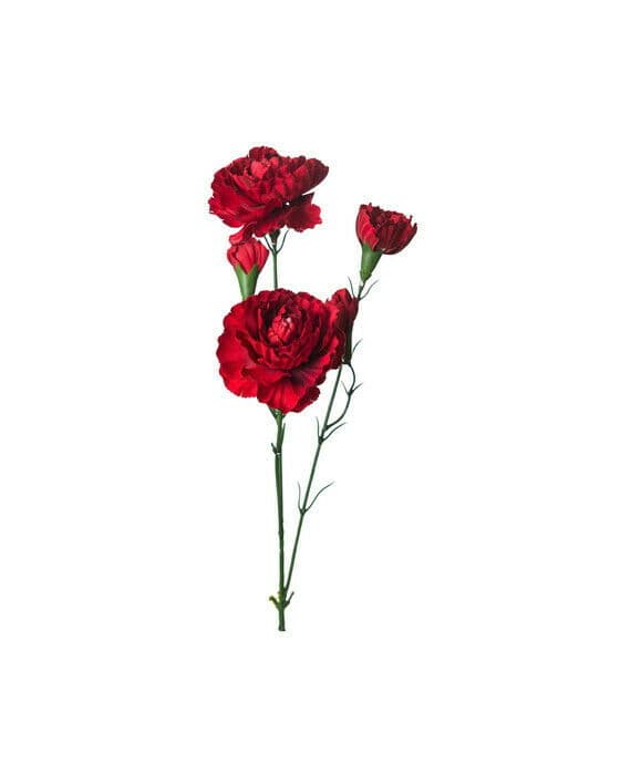 Nejlika snittblomma röd