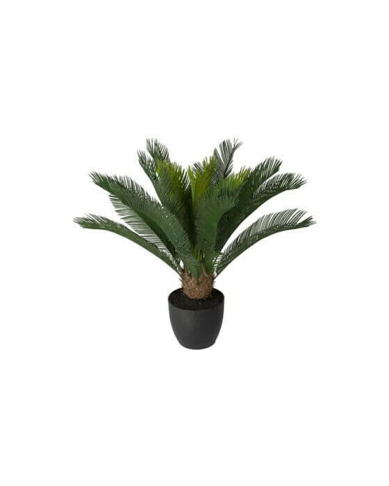 Cycas krukväxt grön