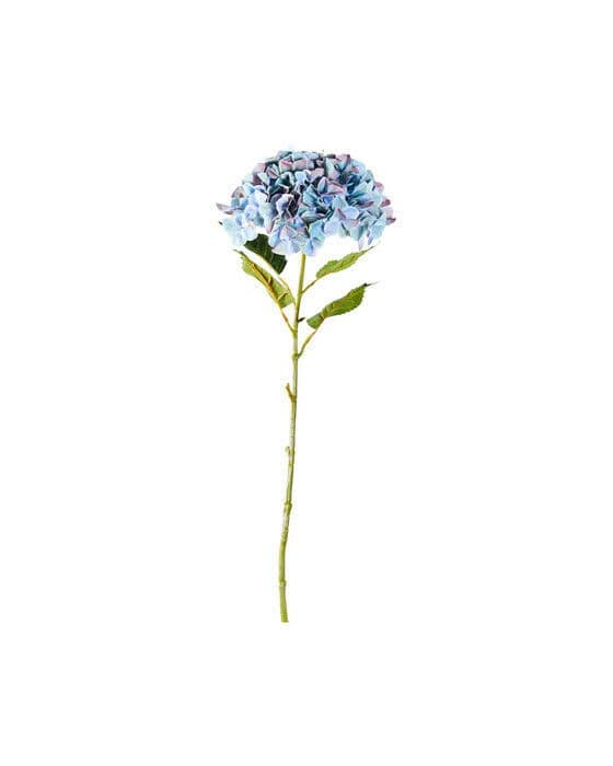 Hortensia snittblomma blå
