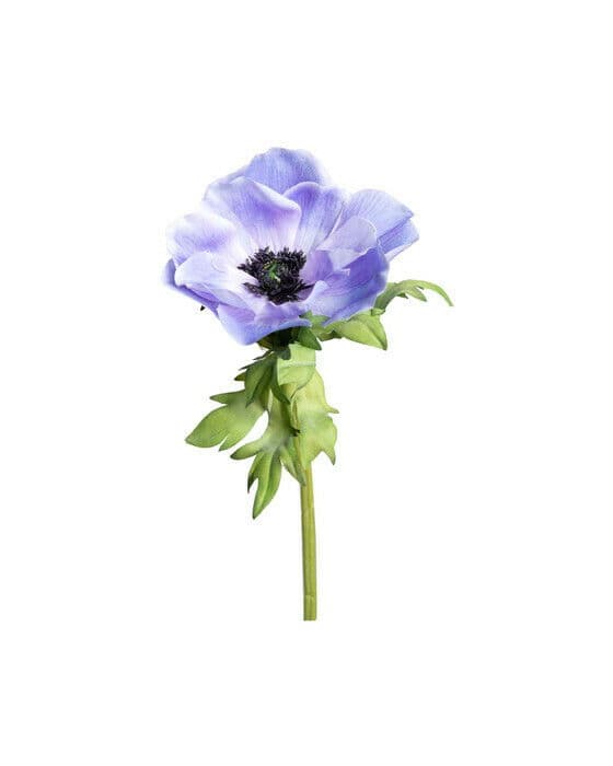 Anemon snittblomma blå