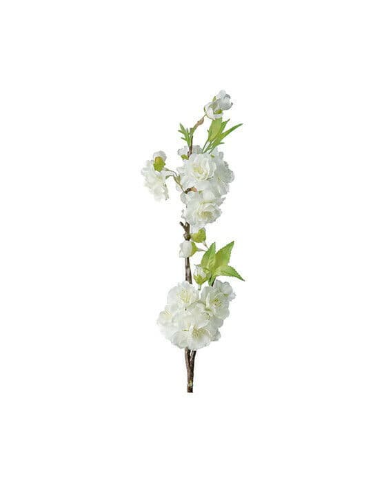 Körsbär snittblomma vit