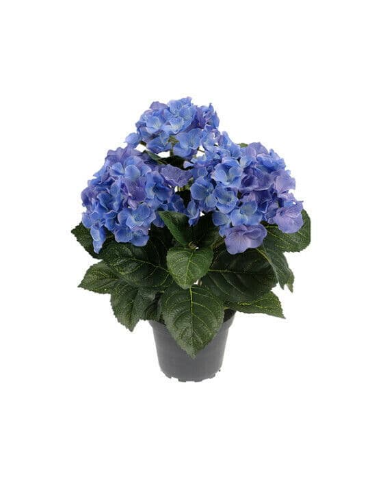 Hortensia krukväxt blå
