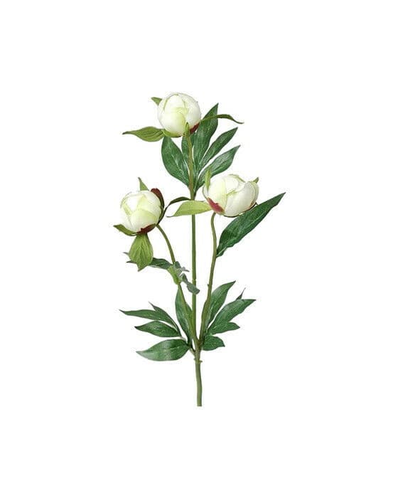 Pion snittblomma vit