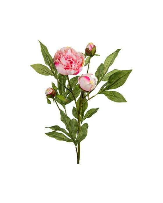 Pion snittblomma rosa