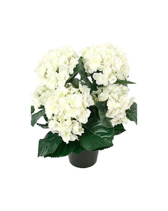 Hortensia krukväxt vit