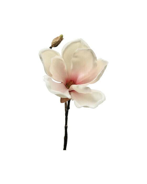 Magnolia snittblomma vit/rosa