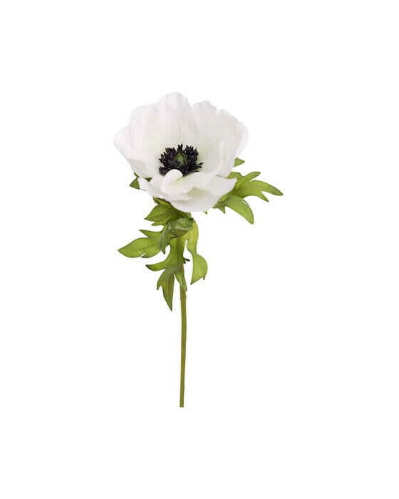 Anemon snittblomma vit