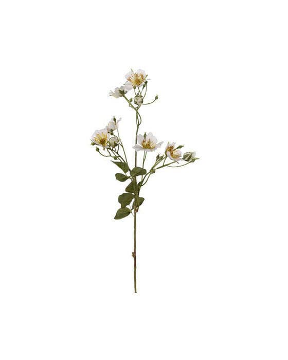 Japansk klätterros snittblomma vit