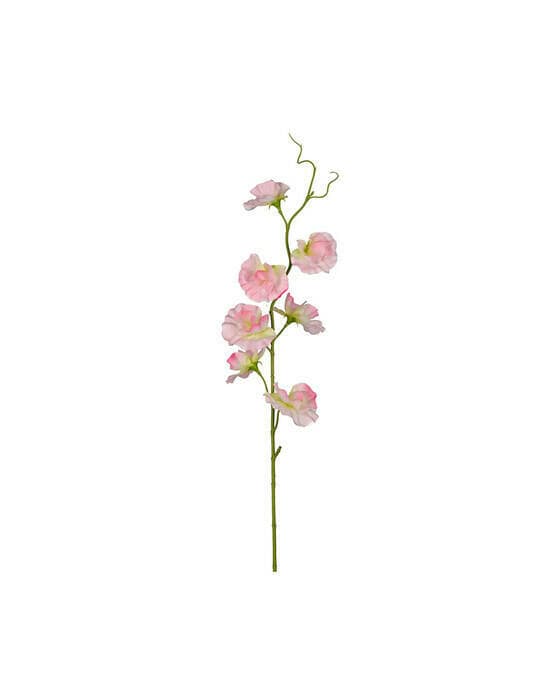 Luktärt snittblomma rosa