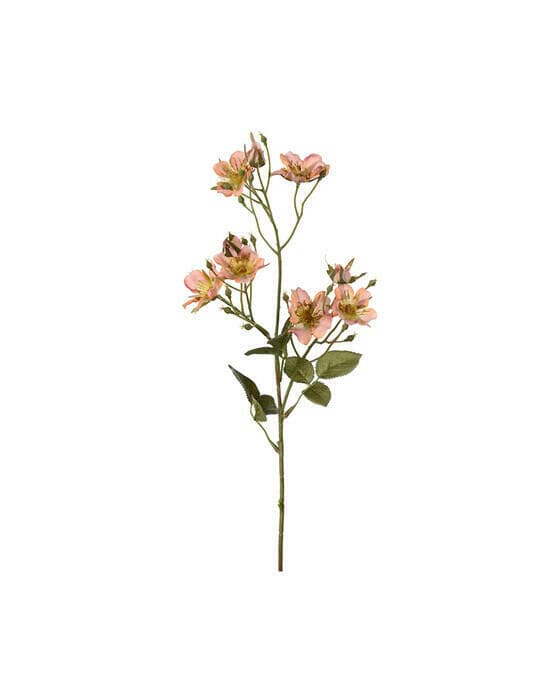 Japansk klätterros snittblomma aprikos