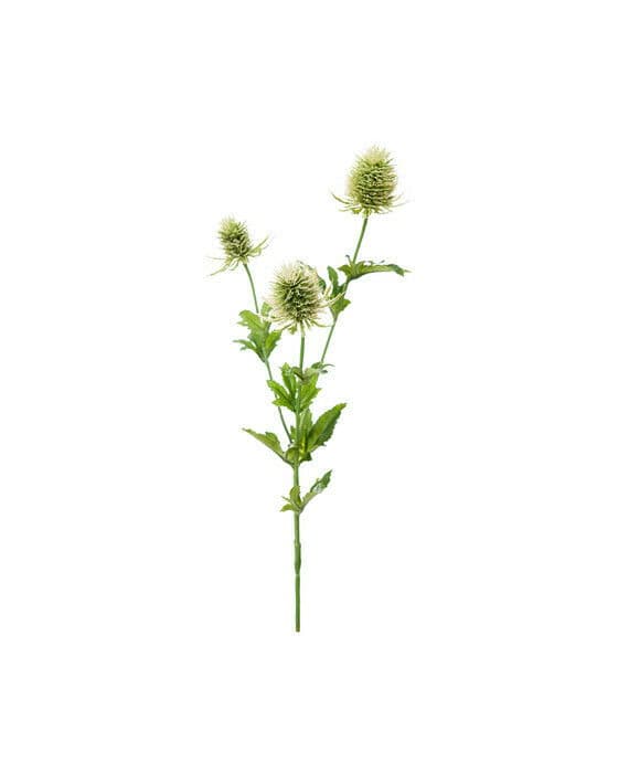 Tistel snittblomma grön