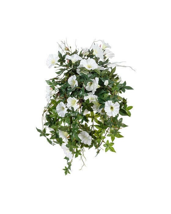 Blomma för dagen krukväxt vit