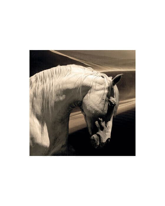 Arabian horse
