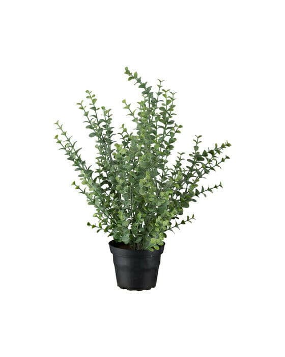 Eucalyptus krukväxt grön