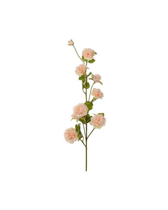 Klätterros snittblomma persika