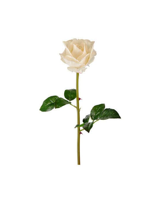 Ros snittblomma vit