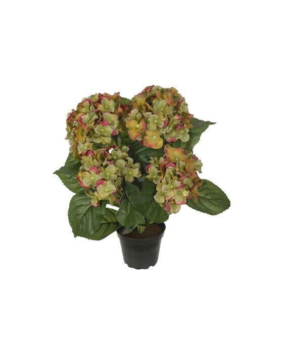 Hortensia krukväxt grön