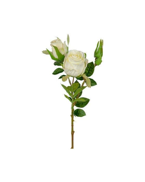 Ros snittblomma vit