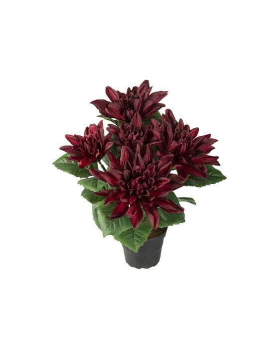 Dahlia krukväxt vinröd