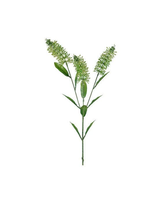 Astilbe snittblomma grön