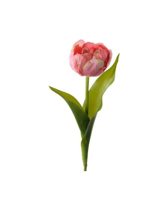 Tulpan snittblomma mörkrosa